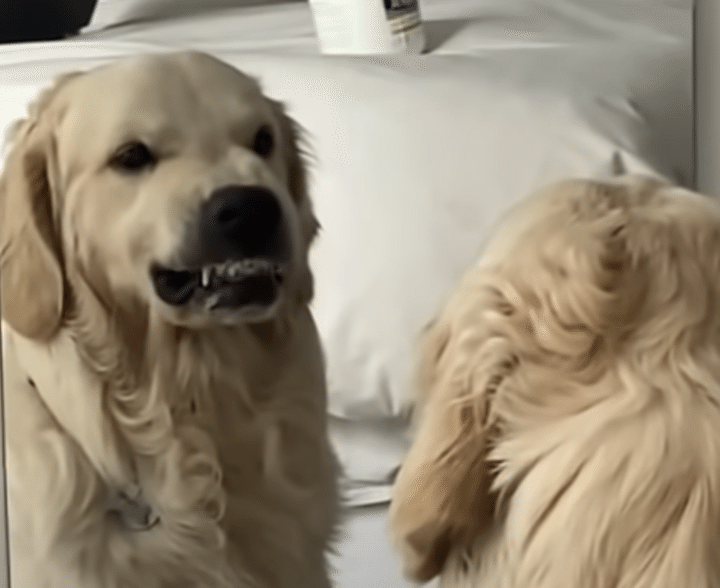 鏡を見ている犬さん、ニヤリと怖い顔の練習中？