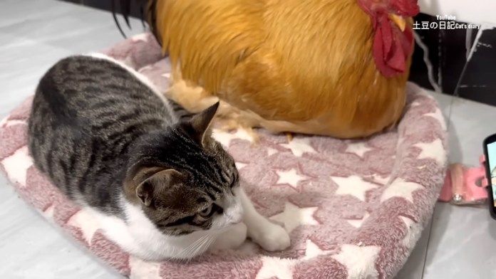 割り込んできた猫