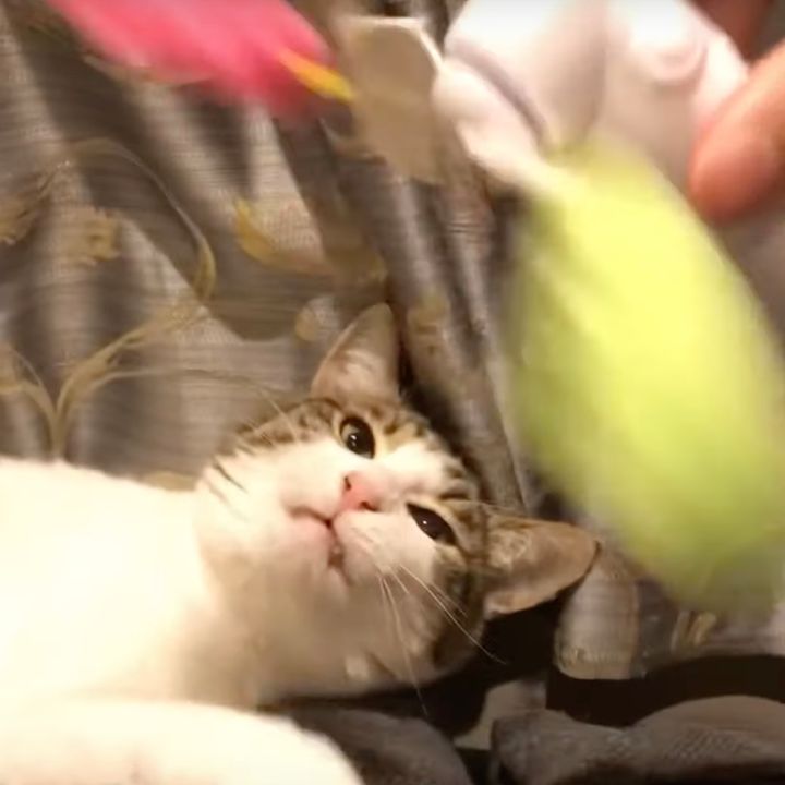 回る羽根を猫じゃらしへと魔改造、ハンディファンを猫は見つめて