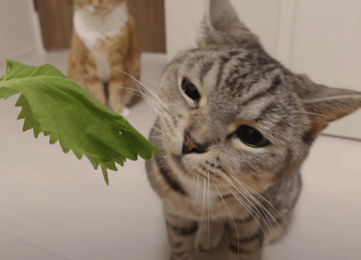 大葉の匂いが気になって仕方がない猫さん、ムシャムシャ食べはじめた！