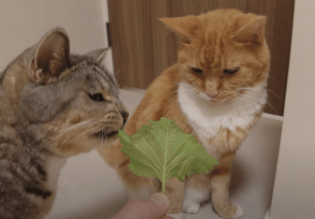 大葉の匂いが気になって仕方がない猫さん、ムシャムシャ食べはじめた！