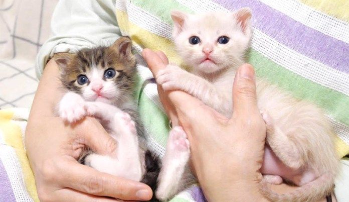 お揃いのポーズをとる子猫達