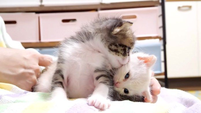 膝の上でプロレスごっこする子猫達