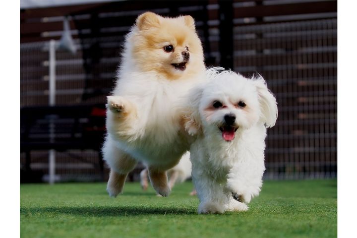 《好きな小型犬》ランキングTOP10／Qrasippoによる調査