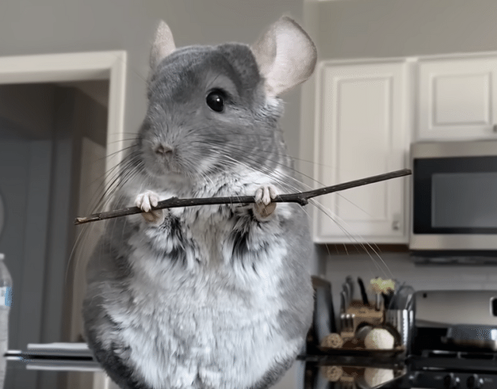 チンチラさんが殺陣を披露！ かっこよすぎるー！