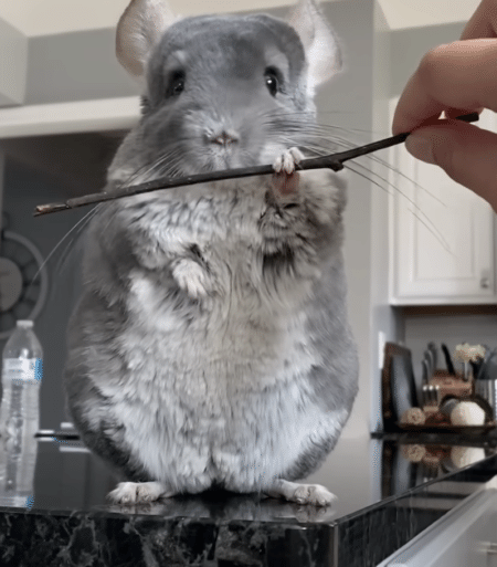 チンチラさんが殺陣を披露！ かっこよすぎるー！