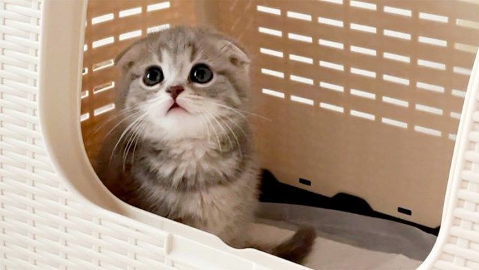 家に来たばかりの子猫