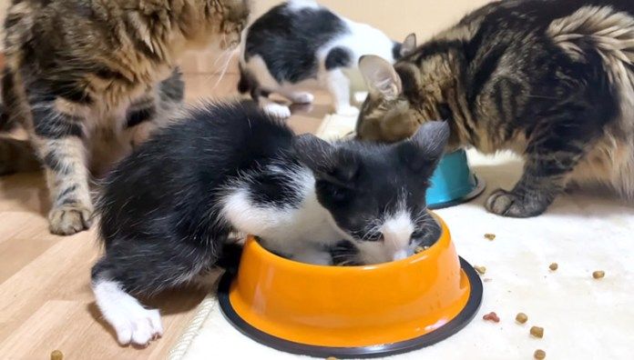 勢いよくご飯を食べる子猫
