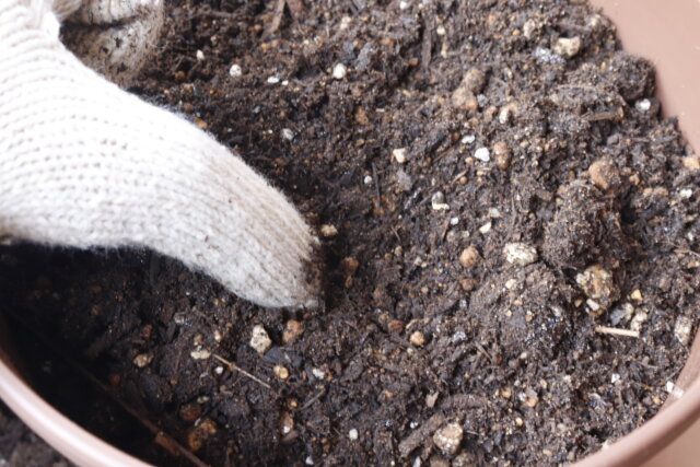 セリア タワーポット 使用例 種