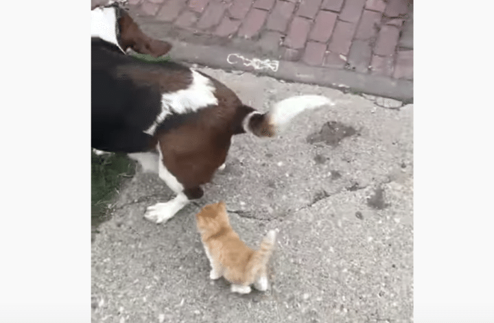 犬の散歩中に、子猫が後ろからついてきちゃった！