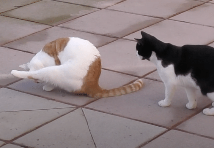 それは怒られるやつ！毛づくろい中に奇襲をかける猫。