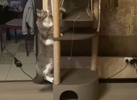 猫さんにキャットタワーをサプライズプレゼント♪ 立ち上がるほど大喜び？