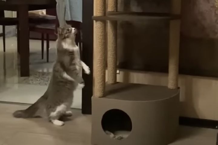 猫さんにキャットタワーをサプライズプレゼント♪ 立ち上がるほど大喜び？