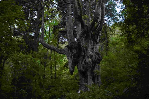 キャンパーに大人気！職人が作る魅力的なギアや食事とは？