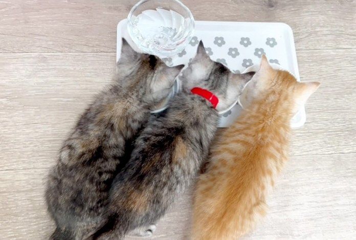 ご飯を食べる子猫達