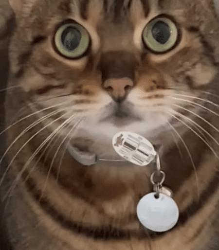 動かぬ証拠が顔に…イタズラをとぼける猫