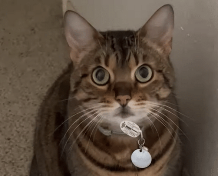 動かぬ証拠が顔に…イタズラをとぼける猫