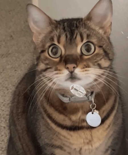 動かぬ証拠が顔に…イタズラをとぼける猫