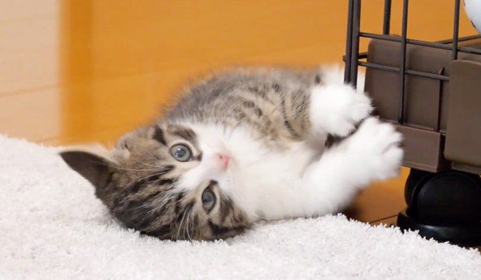 ケージで遊ぶ子猫