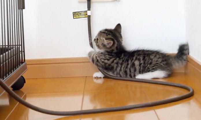 コードで遊ぶ子猫