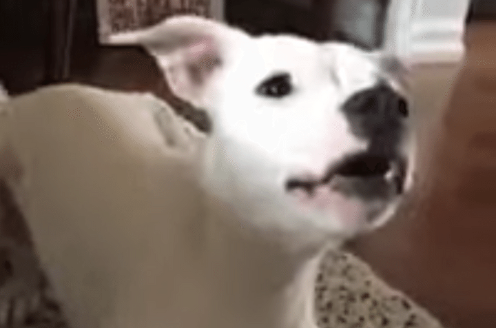 人間の声かと思った…！何かを話しかけてくるワンコ