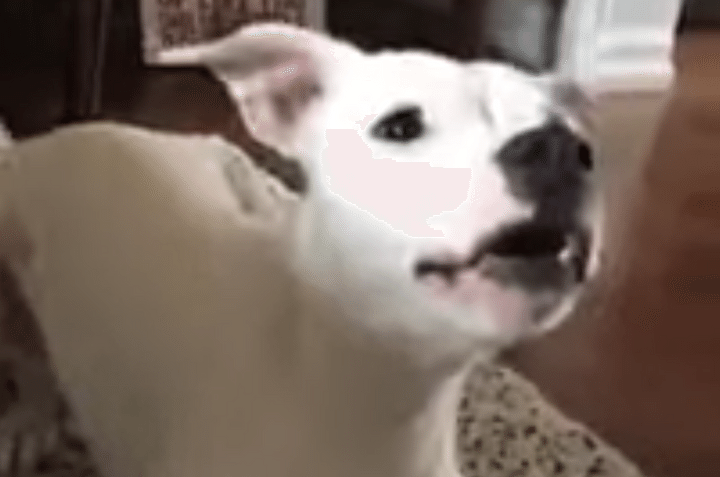 人間の声かと思った…！何かを話しかけてくるワンコ