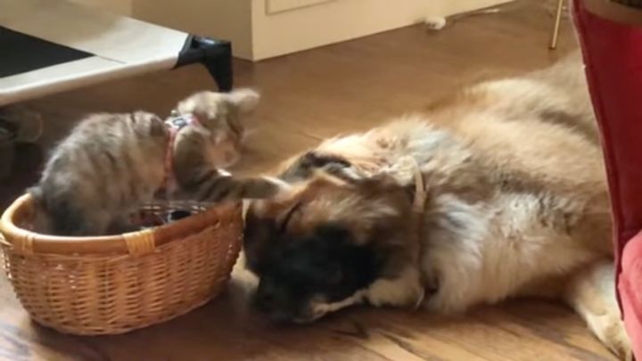 遊びたい盛りの子猫は犬を叩くよ、柔らかパンチは眠気を増幅