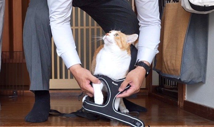 散歩の準備をする猫さん