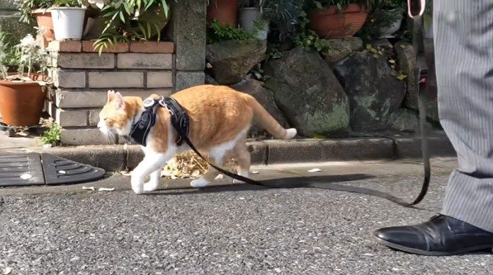 散歩する猫さん