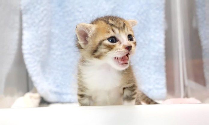 鳴く子猫