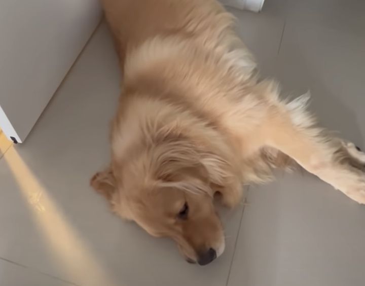 侵入防止？ ゴールデンレトリバー、ドアストッパーになる。