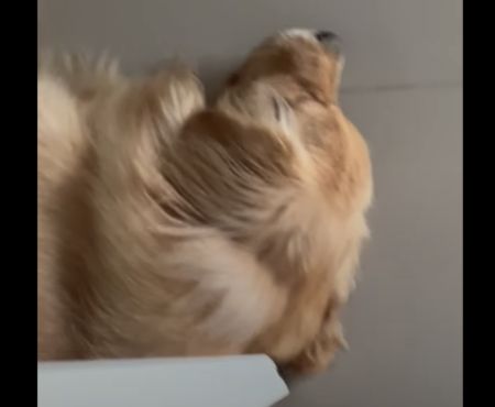 侵入防止？ ゴールデンレトリバー、ドアストッパーになる。