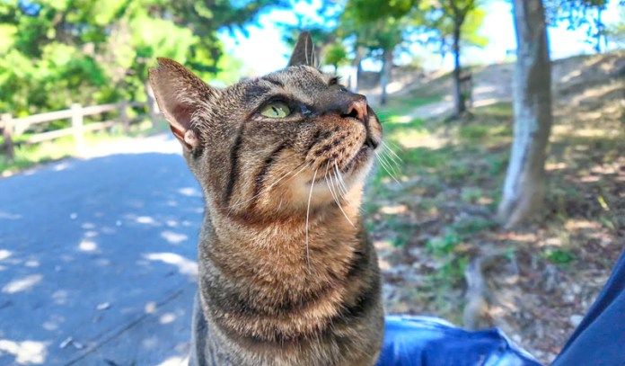 膝の上に乗る猫