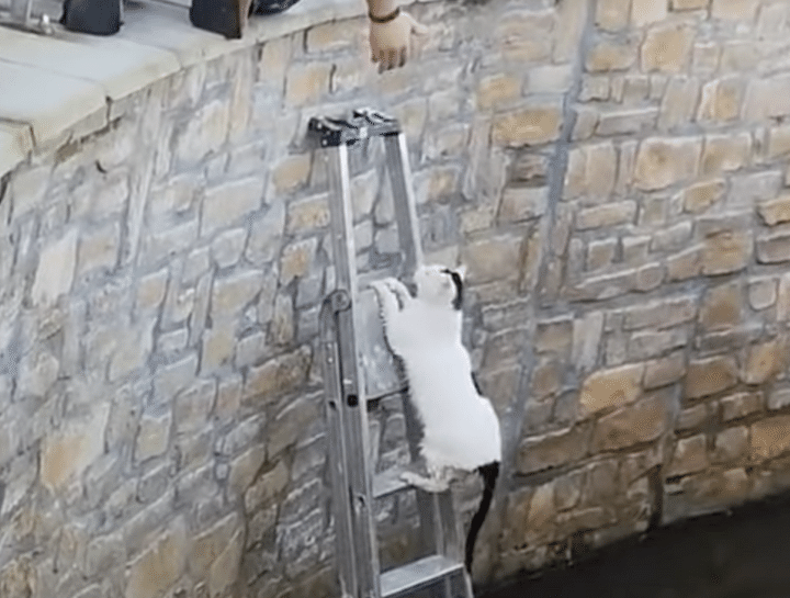 猫が用水路に落ちた！親切な人達がやってきて