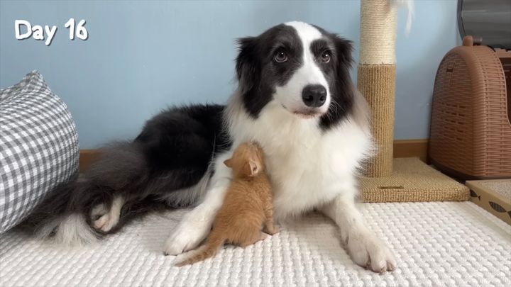 生後間もないみなしごの子猫、2か月でワンコを成長させる