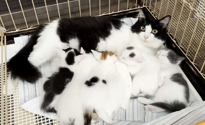 保護先で出産した母猫