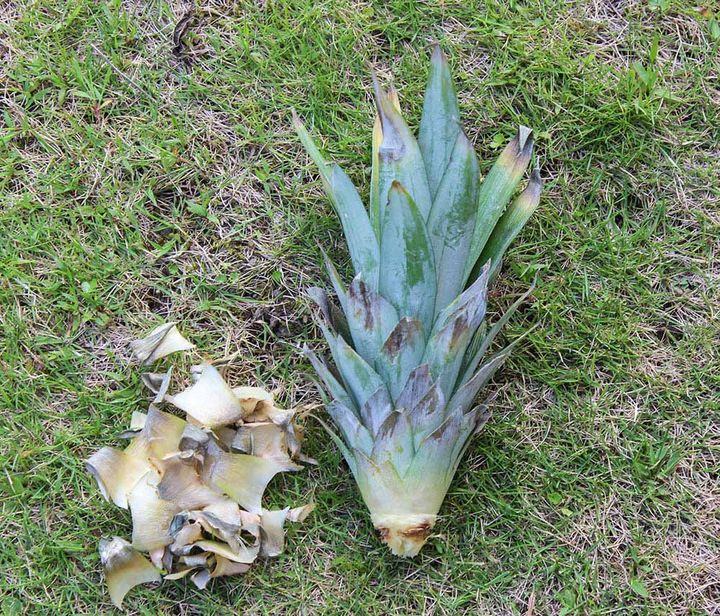 パイナップル栽培