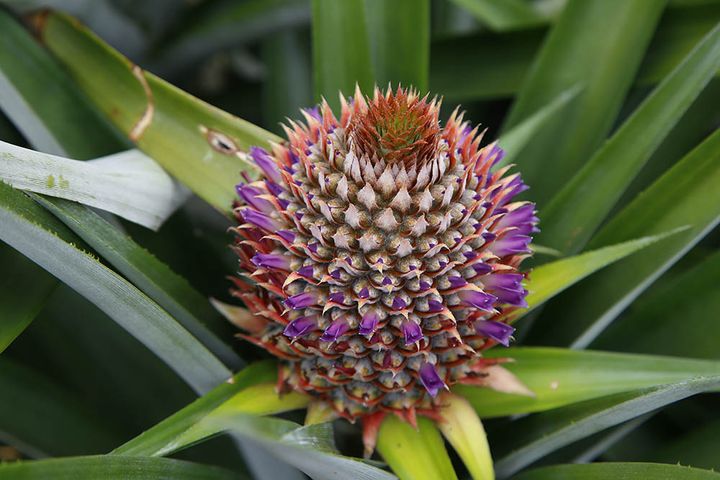 パイナップルの花
