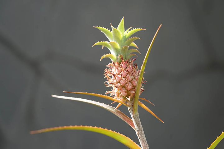 ミニパイナップル