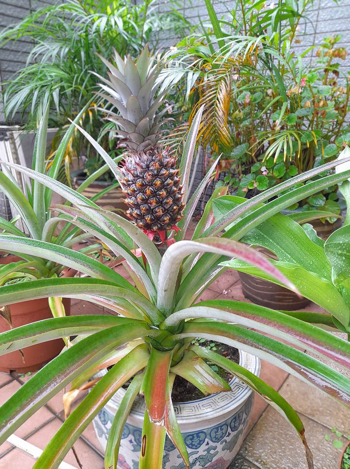 パイナップル栽培