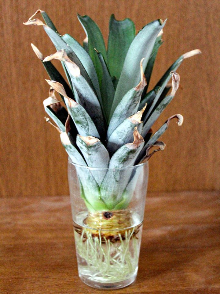 パイナップル栽培