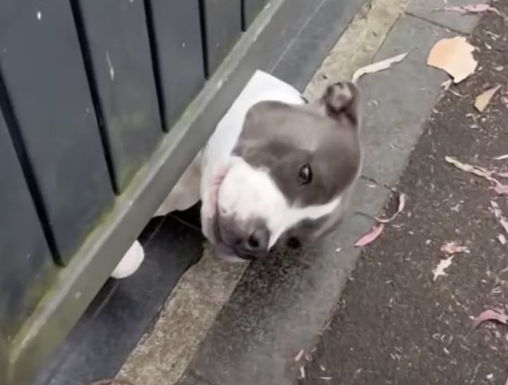 外の世界が気になる犬さん、強引に出てみることに！