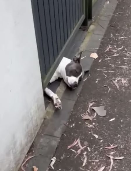 外の世界が気になる犬さん、強引に出てみることに！