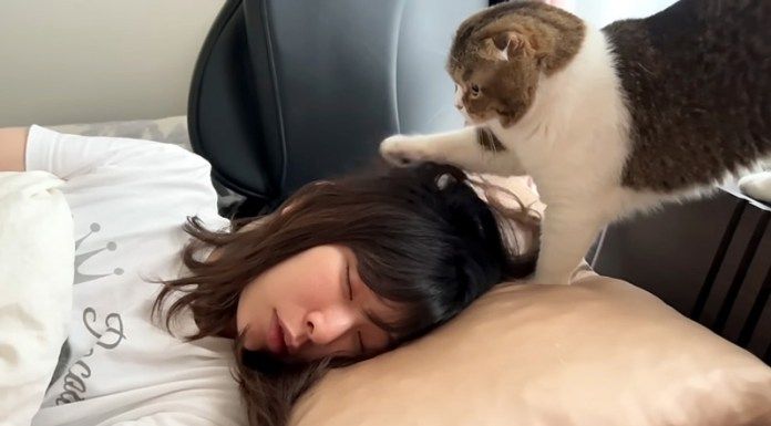 ママを起こす猫