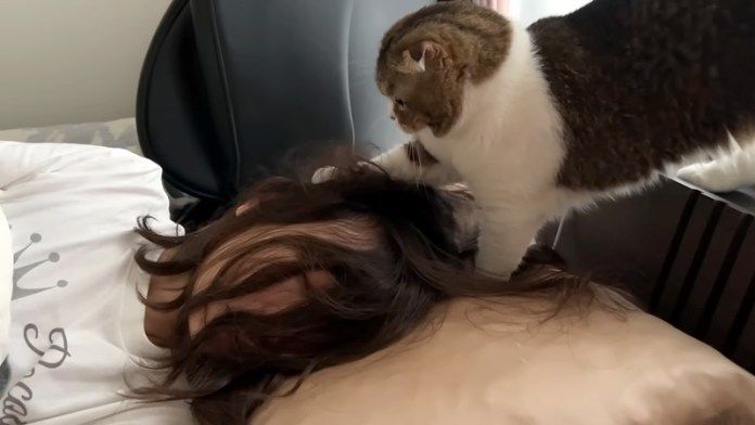 ママを激しく起こす猫