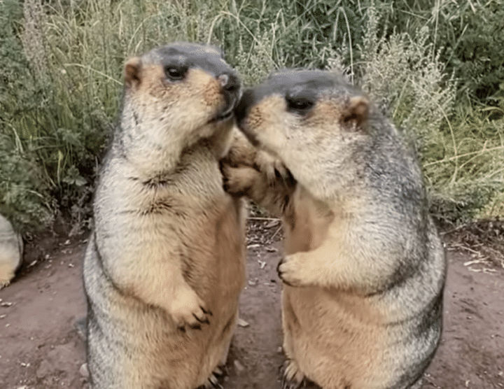 「ボクが先だよ！」おやつの順番を巡ってケンカするマーモット。