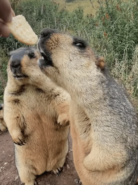 「ボクが先だよ！」おやつの順番を巡ってケンカするマーモット。
