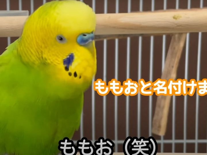 「桃太郎」改め「ももお」！？