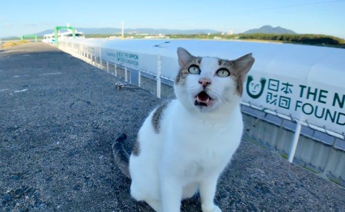 防波堤で出会った猫