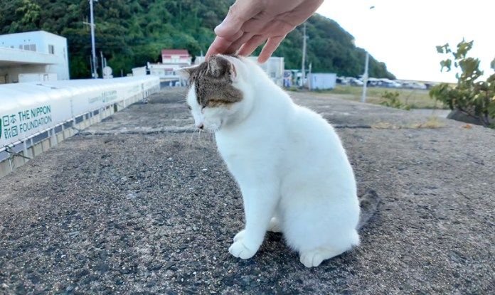 撫でられる猫